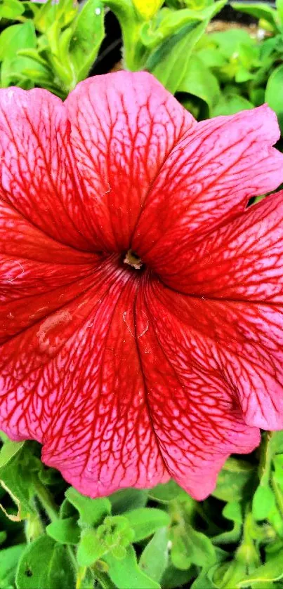 Vibrant red petunia flower with lush green leaves in the background.