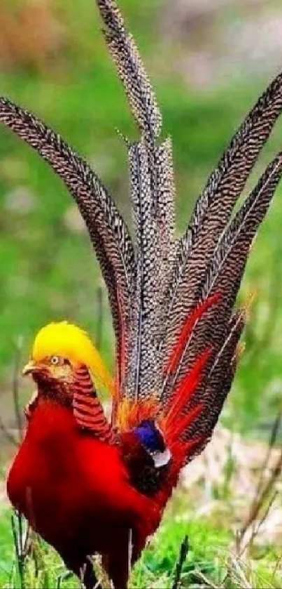 Colorful pheasant with vibrant feathers in natural setting.
