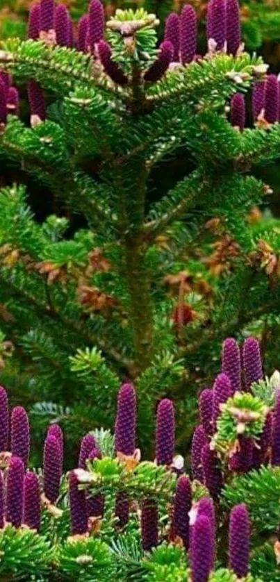 Green pine tree with purple cones in vibrant forest setting.