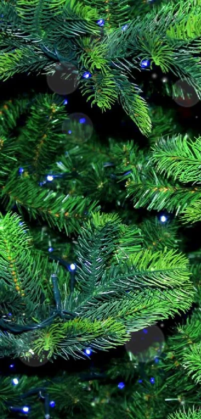 Lush green pine branches with subtle white lights decorating them.