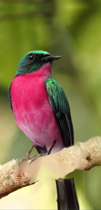 Vibrant pink and green bird on a branch.