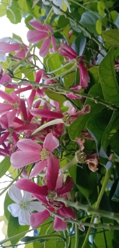 Pink and white flowers with green leaves create a vibrant natural wallpaper.