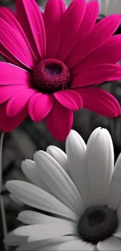 Pink and white flowers mobile wallpaper with vibrant petals.