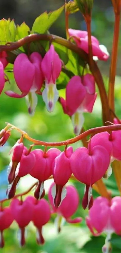 Vibrant pink Bleeding Hearts flowers with lush green foliage in sunlight.