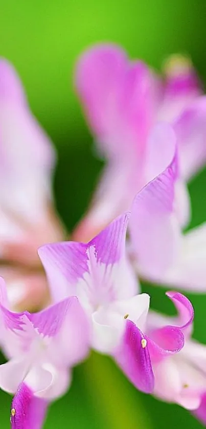 Close-up of pink flowers against a green background, ideal for mobile wallpaper.