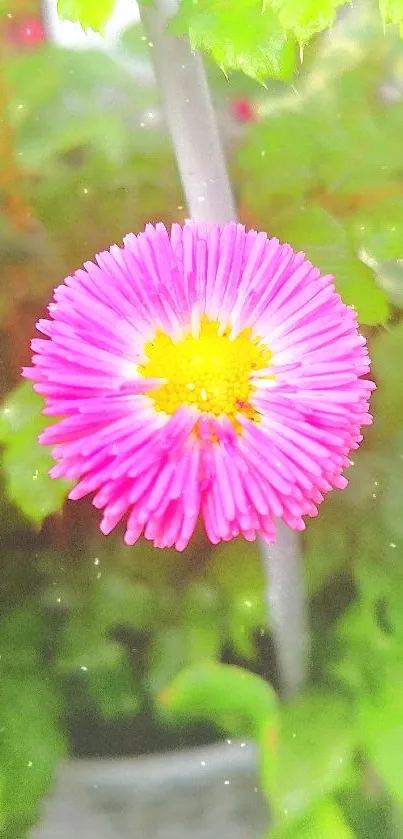 Vibrant pink daisy in green leafy background wallpaper.