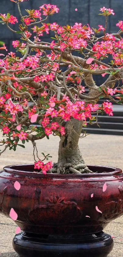 Vibrant pink flowering bonsai in a brown pot.