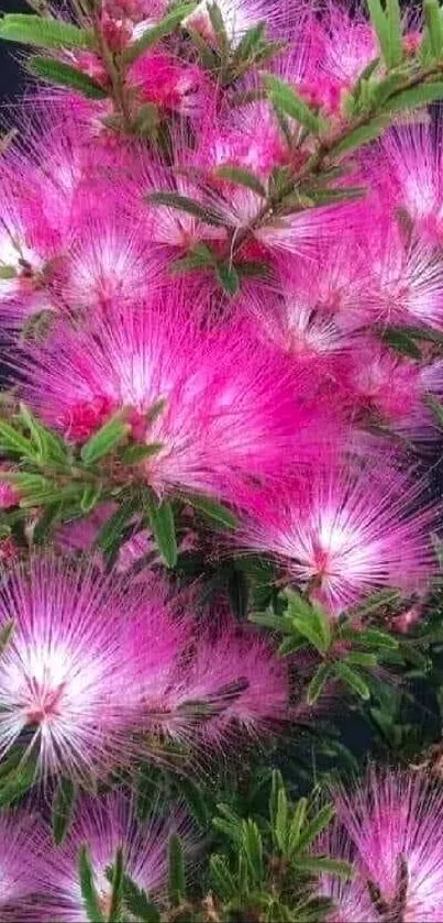 Pink fluffy blossoms against dark background