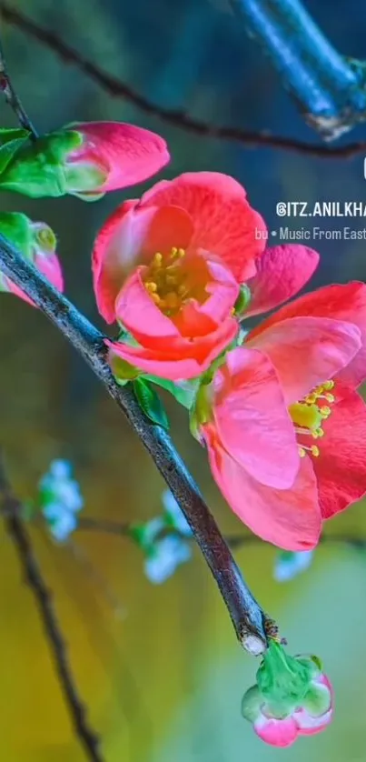 Pink blossoms on branches against a blue and green background.