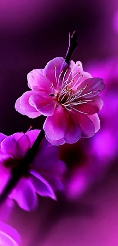 Vibrant pink blossom with a blurred purple background.