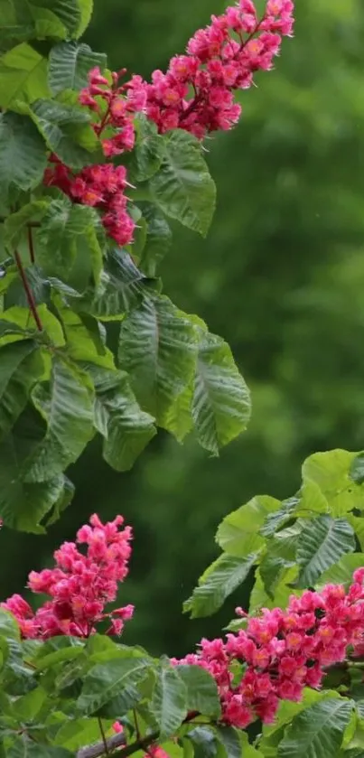 Vibrant pink blossoms with lush green leaves wallpaper.