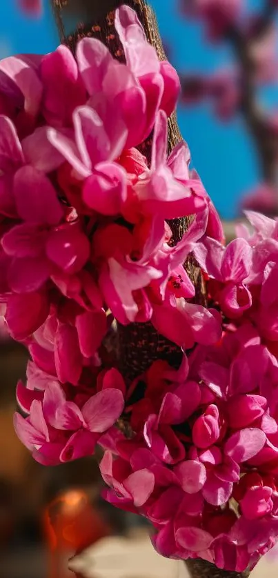 Close-up of vibrant pink blossoms against a blurred natural background.