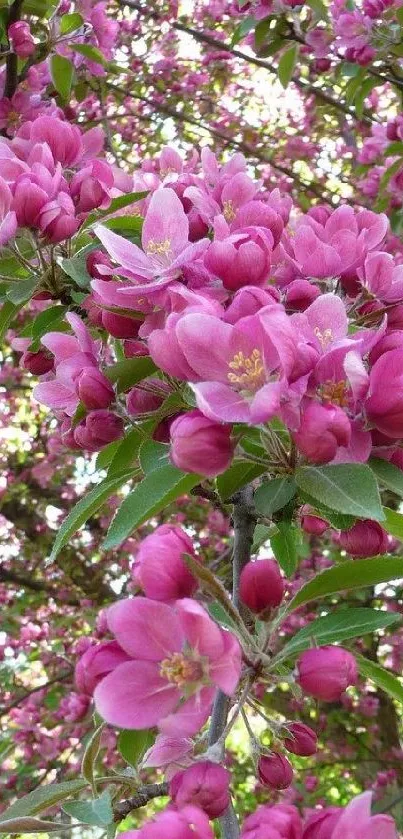 Pink blossoms in full bloom on a tree branch.