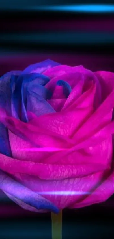 Pink and blue rose on a black background wallpaper.