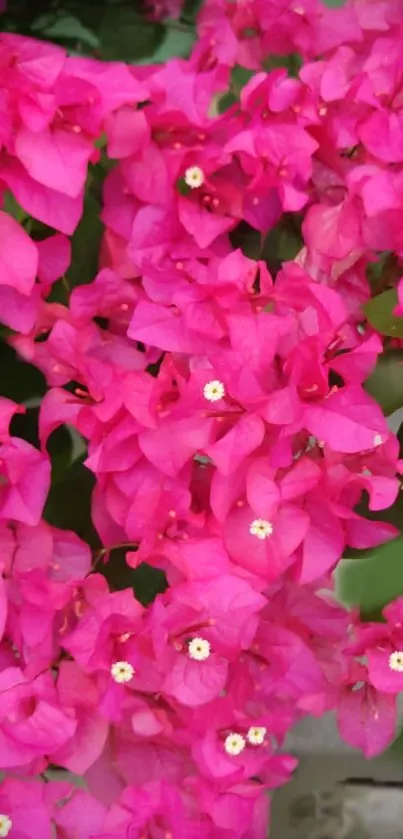 Vibrant pink bougainvillea flowers in full bloom.