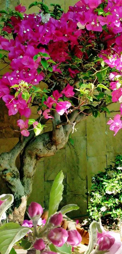 Vibrant pink bougainvillea blooms against a rustic stone wall.