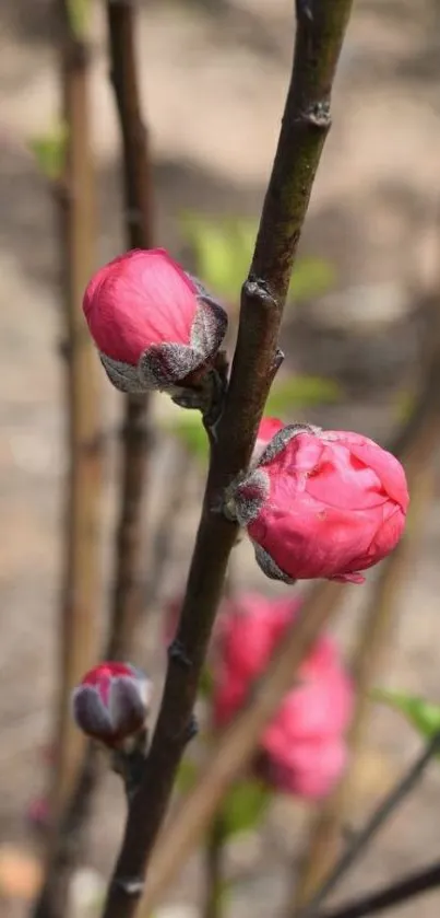 Pink flower buds on branches in nature.