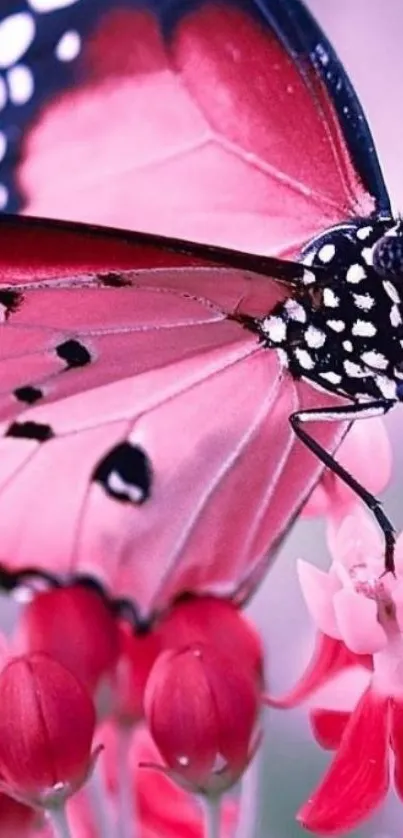 Close-up of a pink butterfly on red flowers.