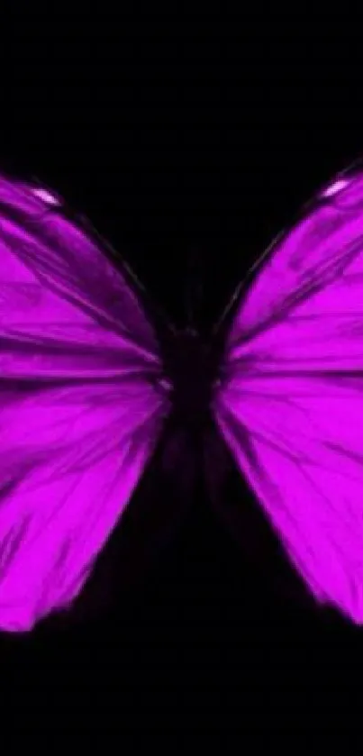 Vibrant pink butterfly on black background.