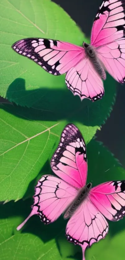 Two pink butterflies on lush green leaves.