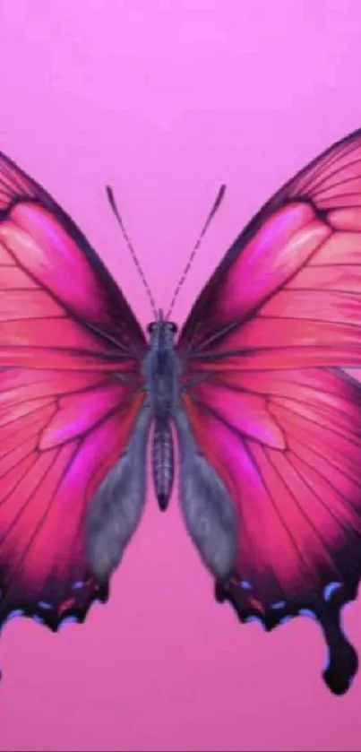 Vibrant pink butterfly on a matching pink background.