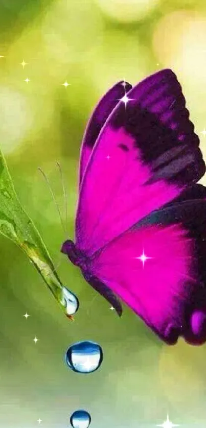 Vibrant pink butterfly on leaf with water droplet.