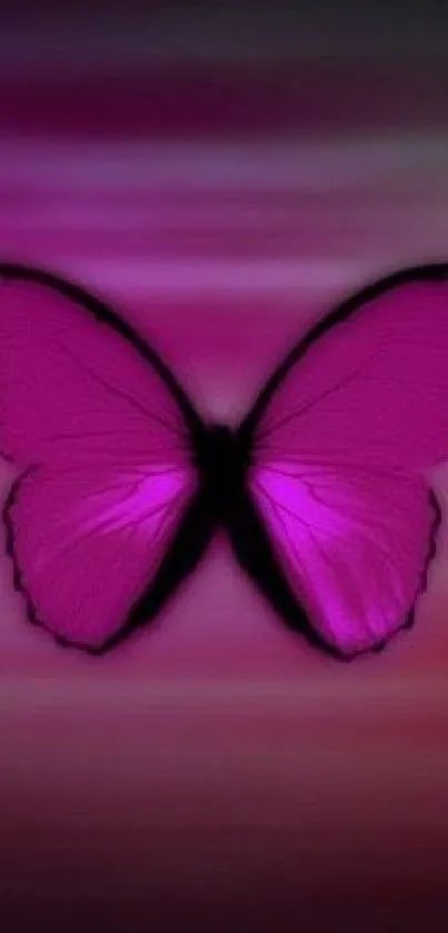 Pink butterfly with purple gradient background.