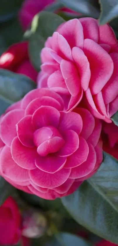 Vibrant pink camellia flowers with lush green leaves wallpaper.