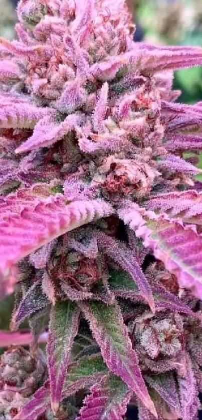 Close-up of a vibrant pink cannabis plant with detailed buds and leaves.