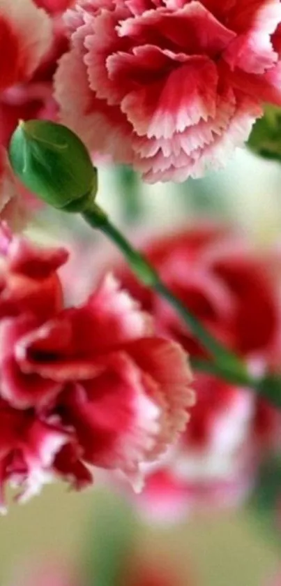 Close-up of vibrant pink carnations in bloom, perfect for mobile wallpaper.