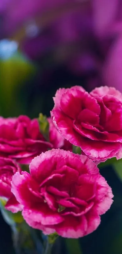 Vibrant pink carnation flowers on a lush green backdrop.