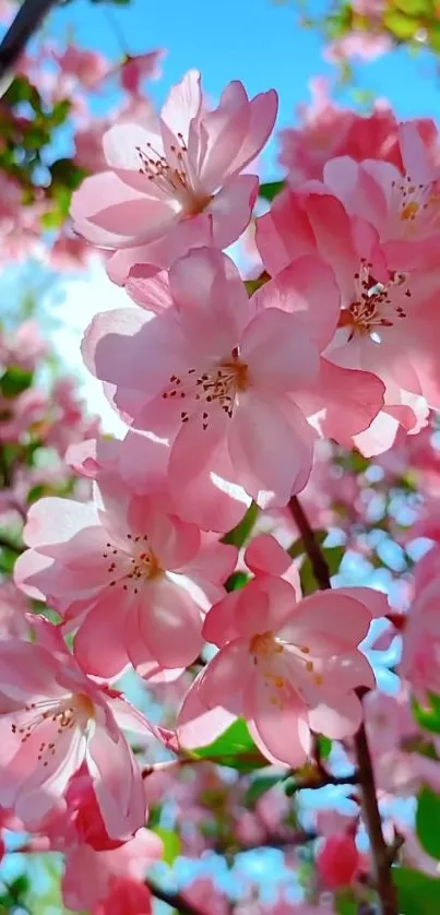 Pink cherry blossoms on a tree branch under blue sky.