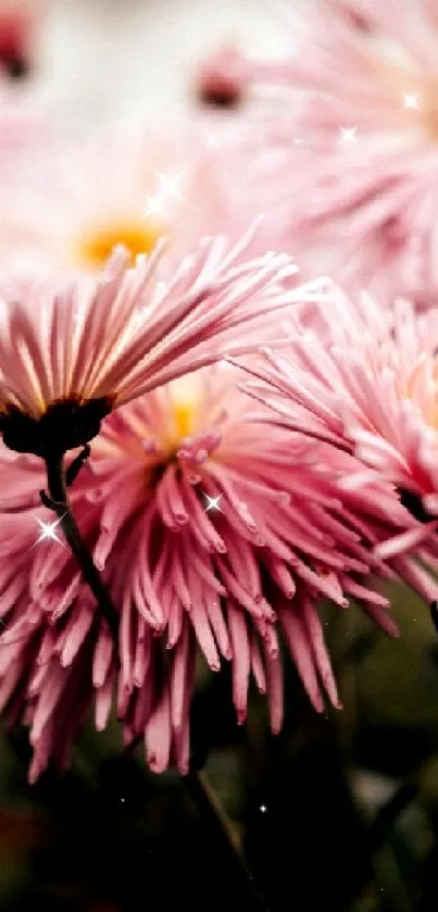 Vibrant pink chrysanthemum flowers in bloom.