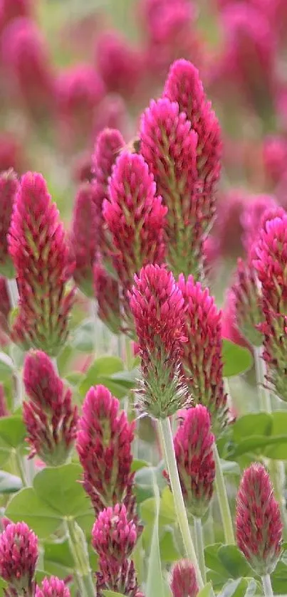 Mobile wallpaper with pink clover flowers and green leaves.