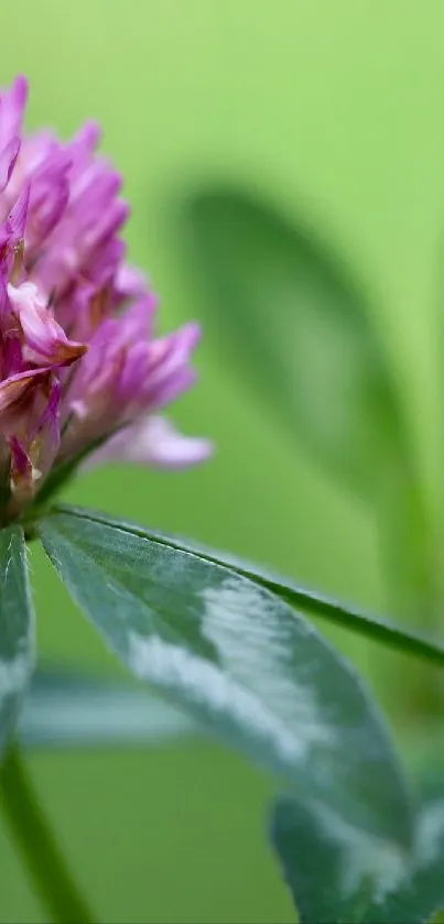 Close-up of a vibrant pink clover with a green background.