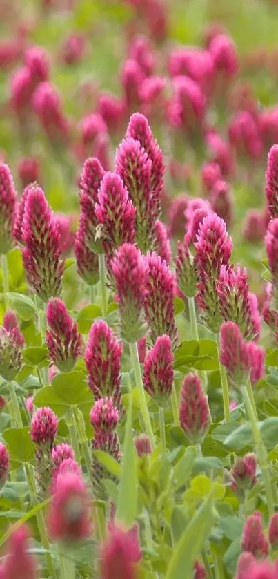 Vibrant clover field with pink flowers in bloom.