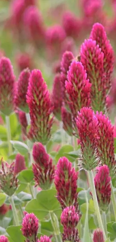 Vibrant pink clover field blossoming in a lush green landscape.