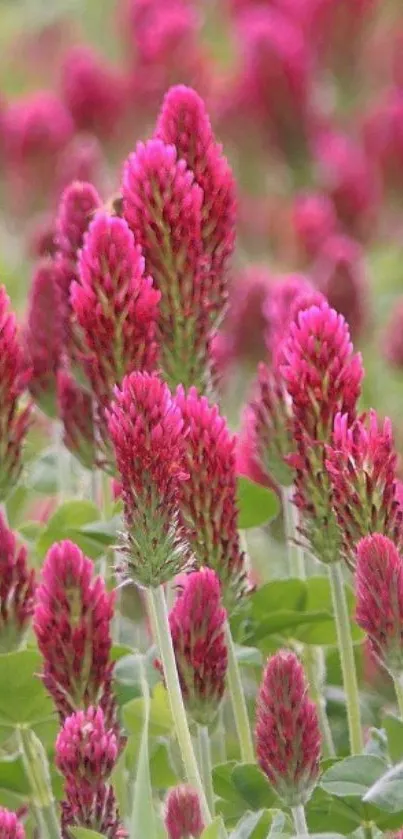 Pink clover flowers in a lush green field, vibrant and lively.