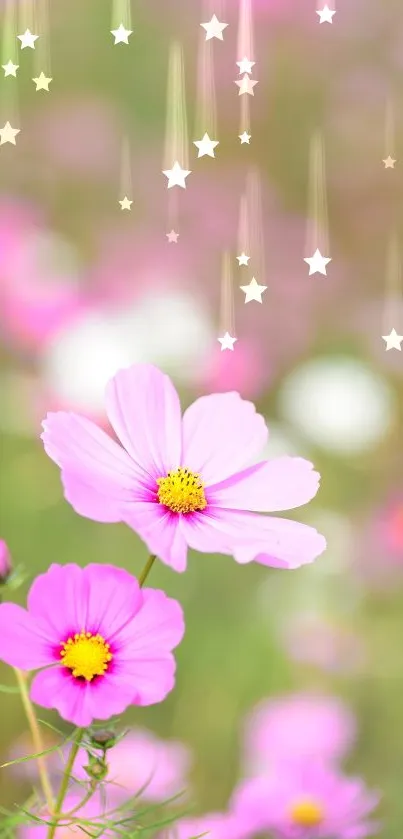 Vibrant pink cosmos flowers in a garden setting.