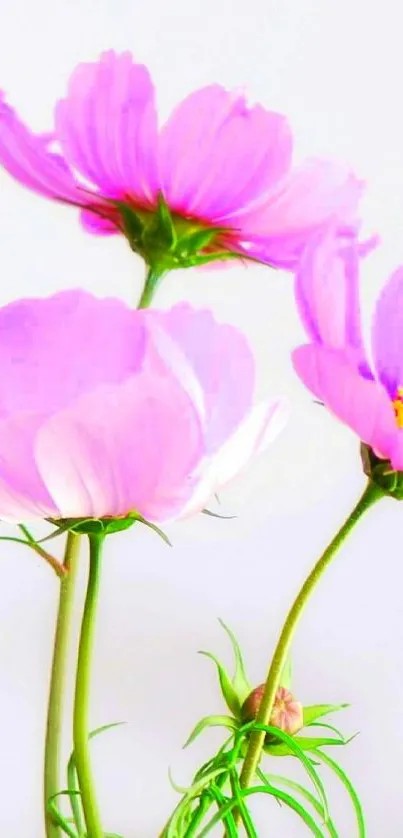 Pink cosmos flowers against white background.