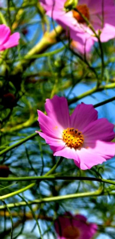 Vibrant pink cosmos flowers with green backdrop.