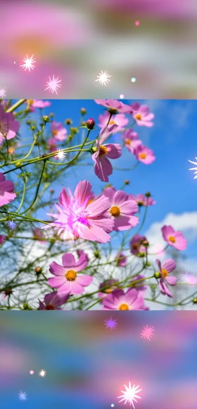 Pink cosmos flowers with bright blue sky in the background, sparkling effect added.