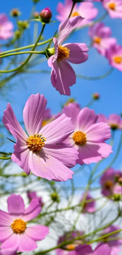Vibrant pink cosmos flowers under a bright blue sky.
