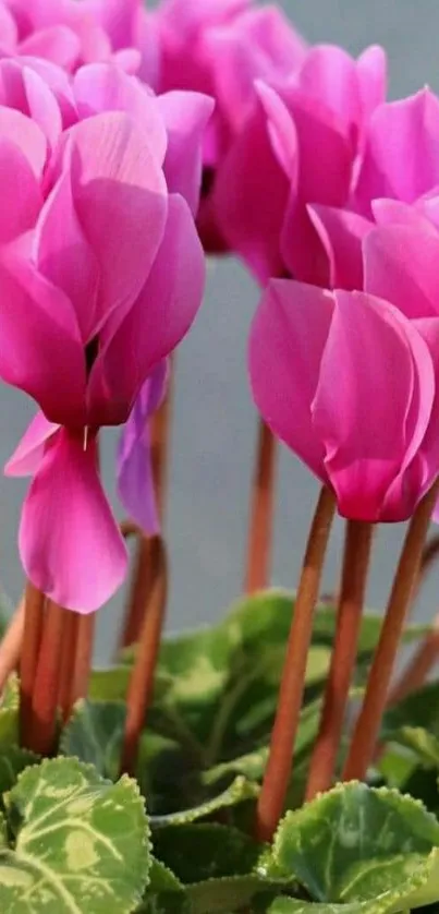 Pink cyclamen flowers with green leaves against a subtle background.