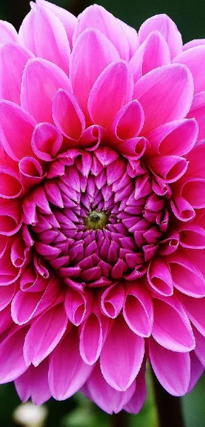 Vibrant pink dahlia flower with lush green background.