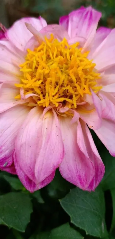 Close-up of a vibrant pink dahlia with vivid yellow center.