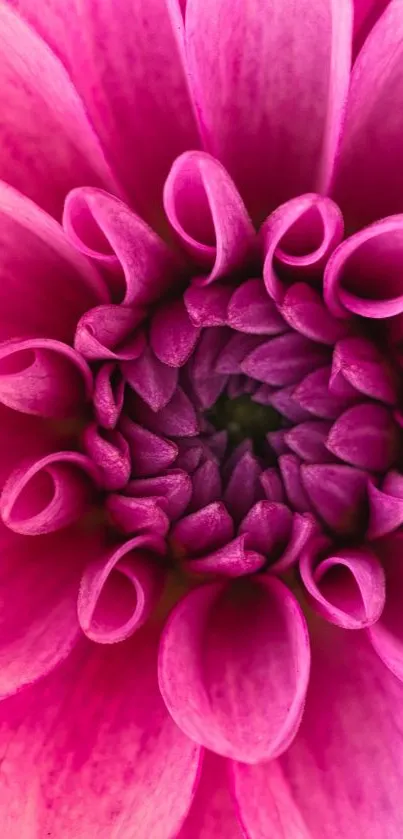 Close-up of a vibrant pink dahlia flower displaying intricate petal details.