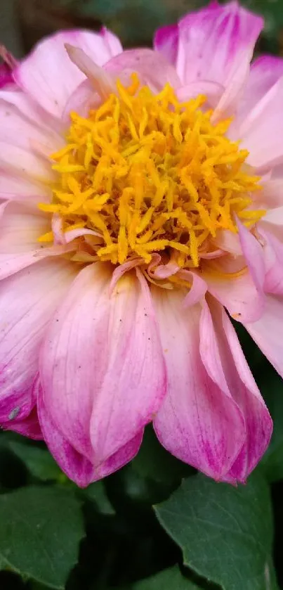 Close-up of pink dahlia with yellow center against green leaves.