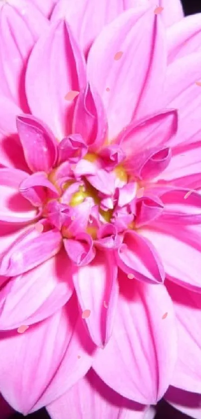 Vibrant pink dahlia flower wallpaper with intricate petal patterns.