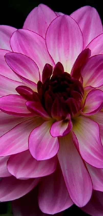 Vibrant pink dahlia with detailed petals on a dark background.